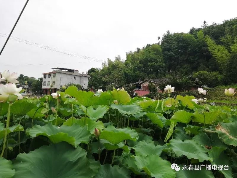 永春桂洋的荷花,菊花,格桑花…都开好了,随手一拍就是大片!