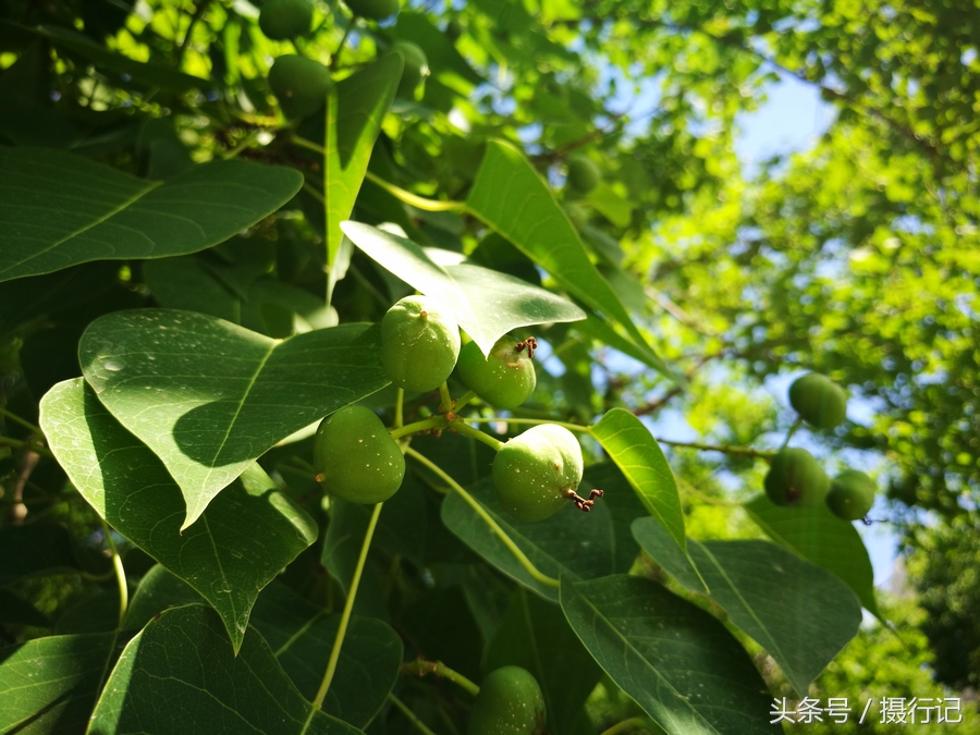 乡村的一种树,结的果实曾采收了用来榨油,现在成为观赏树木