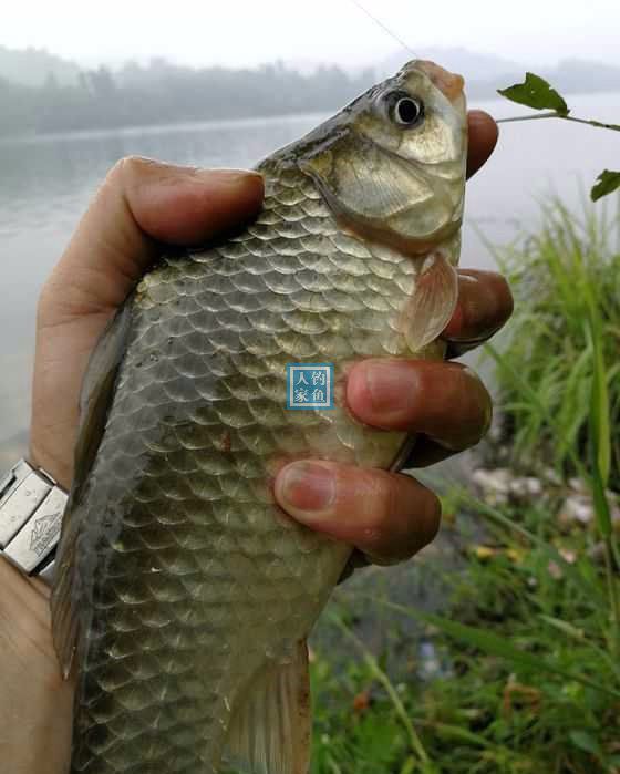 谷麦钓法一般手持单竿,走,逗,守钓相结合,轮窝垂钓,几个窝中可能有一