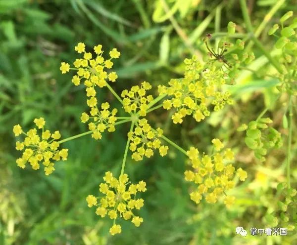 2,野生防风草wild parsnip