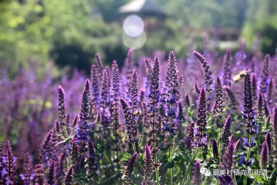 【区县旅游】金普新区紫云花汐薰衣草庄园开启浪漫夏日赏花季