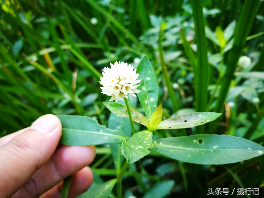 乡村荒野一种叫"水花生"的草,不结花生,却是杂草,有入药功效