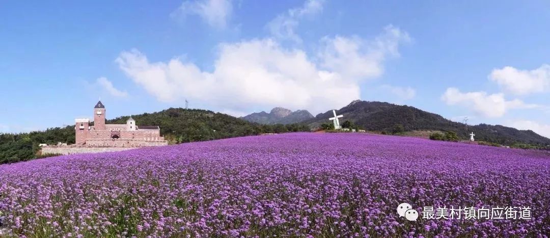 【区县旅游】金普新区紫云花汐薰衣草庄园开启浪漫夏日赏花季