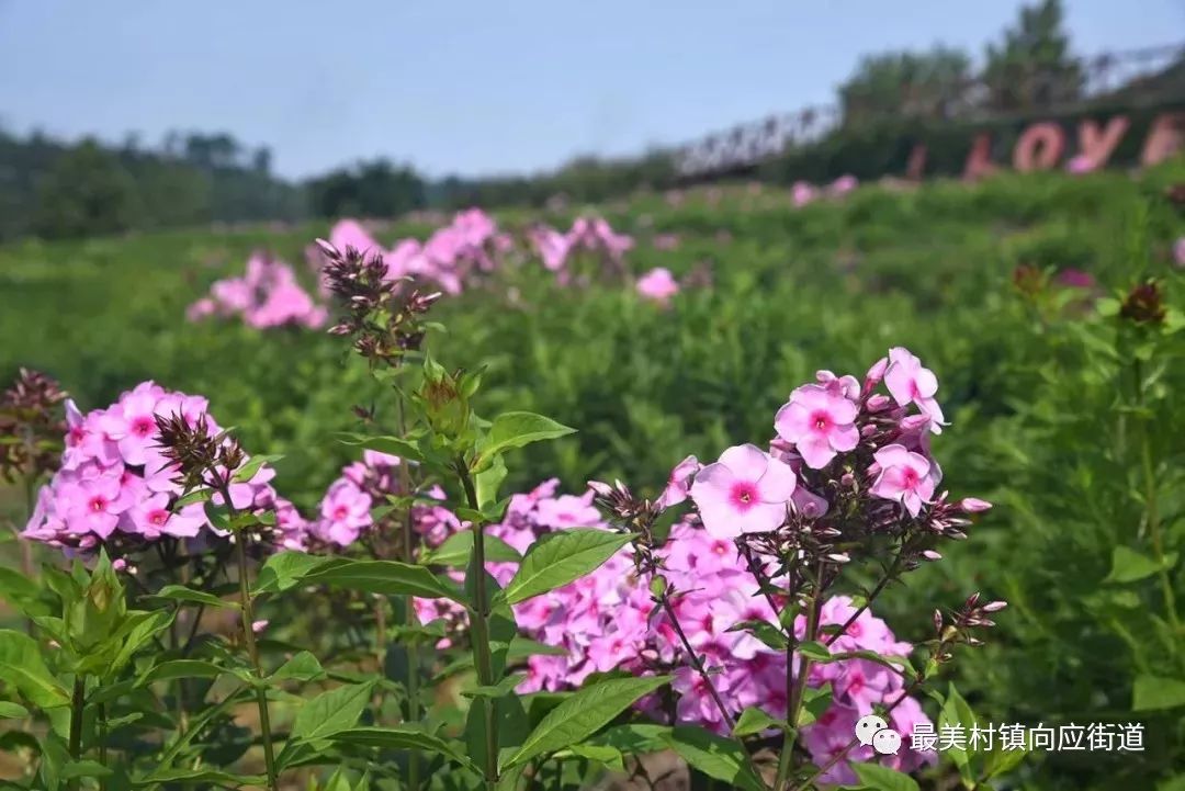 【区县旅游】金普新区紫云花汐薰衣草庄园开启浪漫夏日赏花季