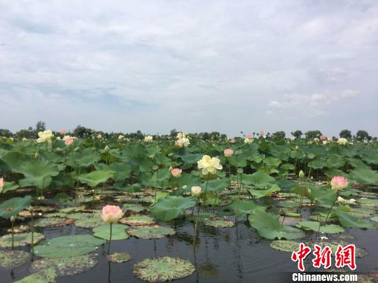 安徽淮南焦岗湖国家湿地公园千亩荷花绽放