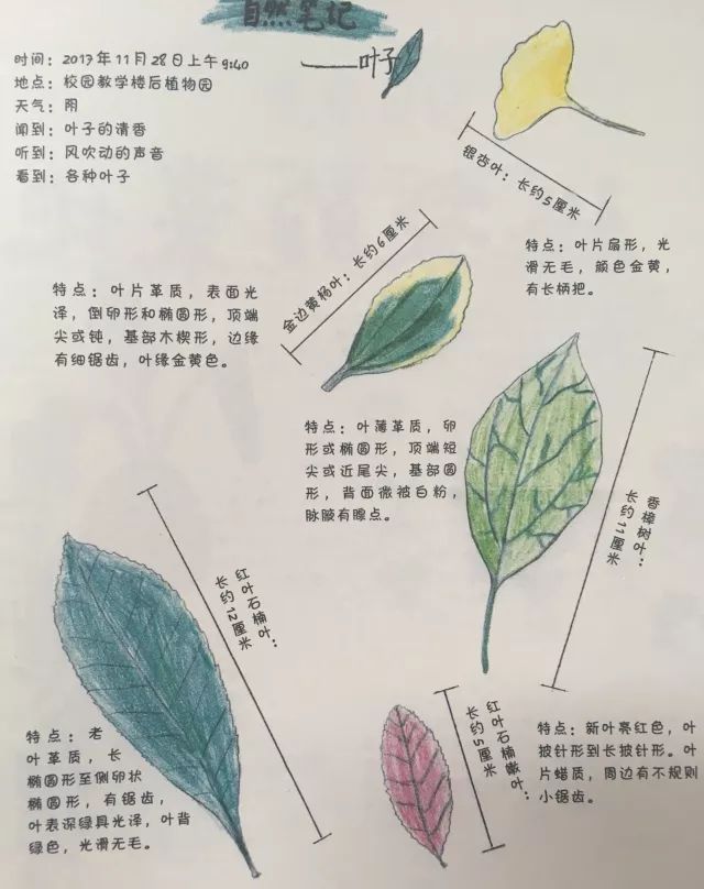 关爱野生动植物营造美丽家园2018爱绿一起自然笔记征集活动通知拷贝