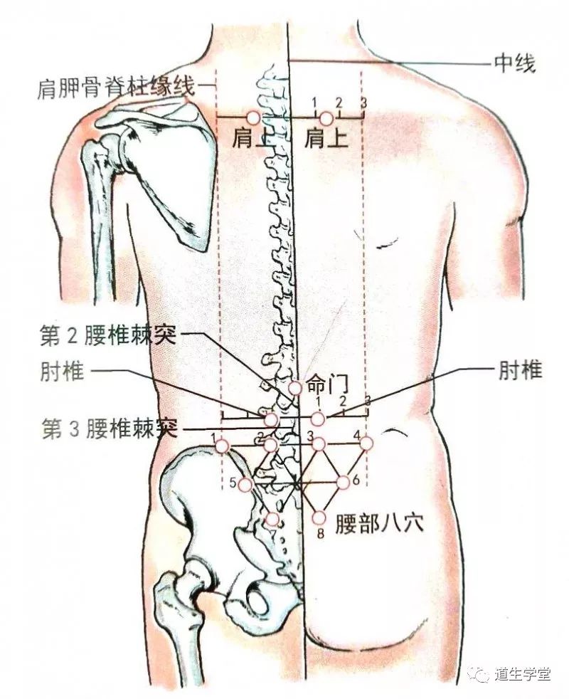 经外奇穴|腰部八穴