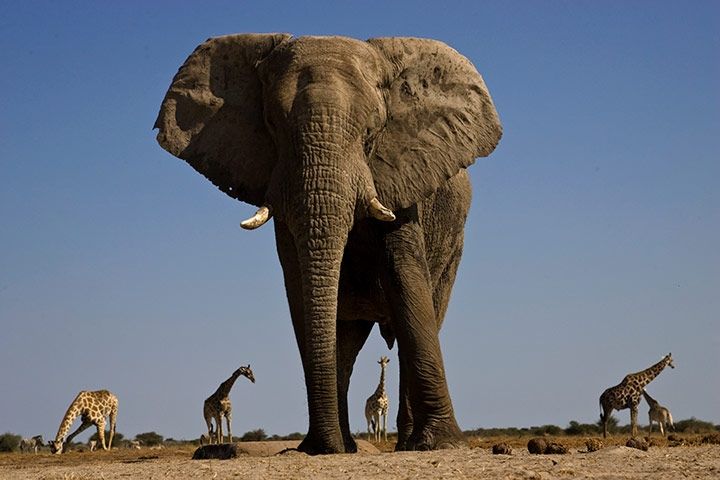 非洲象仅鼻子就有大概10万块不同的肌肉.