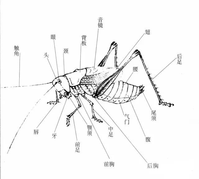 最详尽的蝈蝈工笔及写意画法