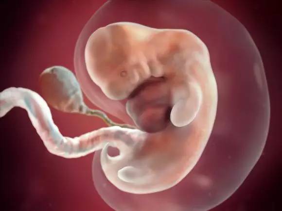 妈妈怀胎十月,胎儿1-40周的发育过程图
