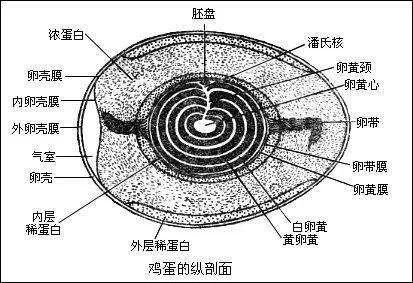 【科普营养】食用长斑鸡蛋会引起食物中毒?no!no!no!