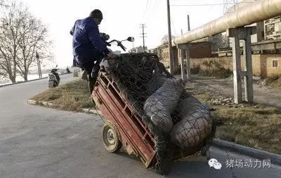 图说| 盘点各地拉猪猛车,强烈谴责最后一辆!