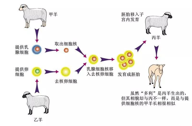 克隆羊多莉的原理是什么_克隆羊多莉的原理