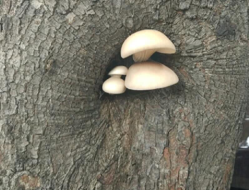树洞缝隙惊现白蘑菇 女子不知有无毒