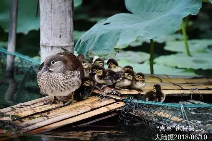 杭州西湖的鸳鸯获发"全球身份证"啦!