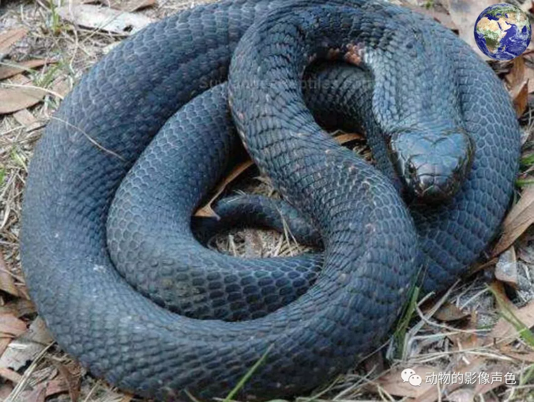 塔斯马尼亚黑虎蛇——世界十大毒蛇排行第八位的狠角色