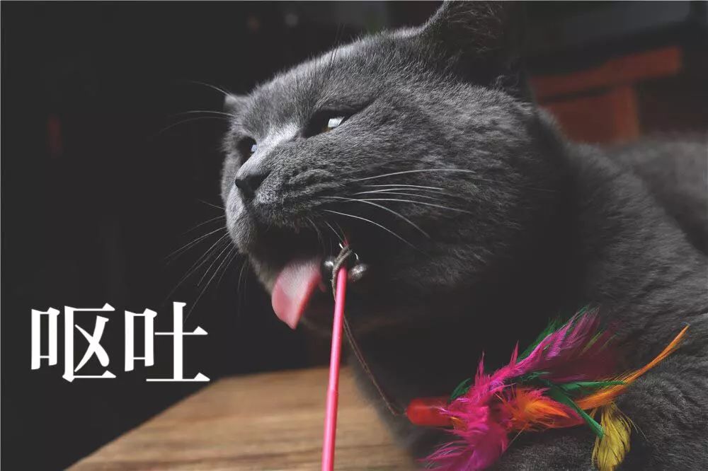 铲屎官用猫咪的不同表情配上文字做成了表情包,太形象了!