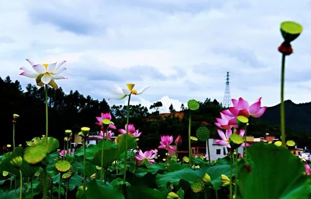 乡村振兴 "荷"您同行—陆河县第二届乡村荷花节(内洞