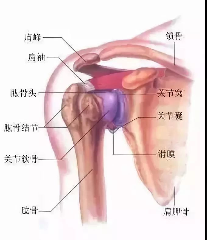 坚持开肩，越练背越薄，轻松拥有美人肩！