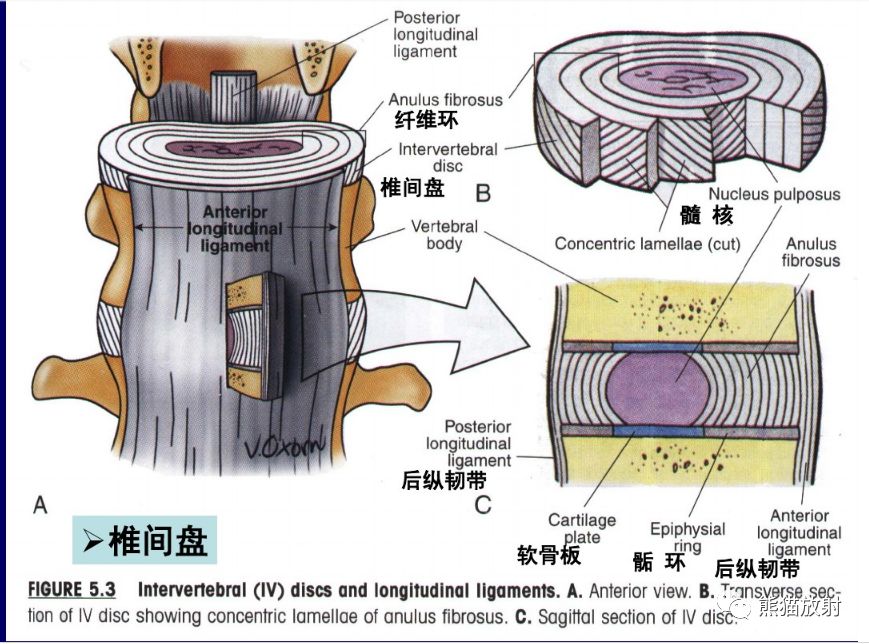 (脑脊液呈高信号,脂肪呈高信号 ct显示骨质增生及后纵韧带骨化更优