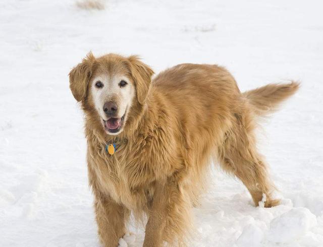 我们都知道狗狗幼犬和老年犬,需要的睡 毛犬踏进