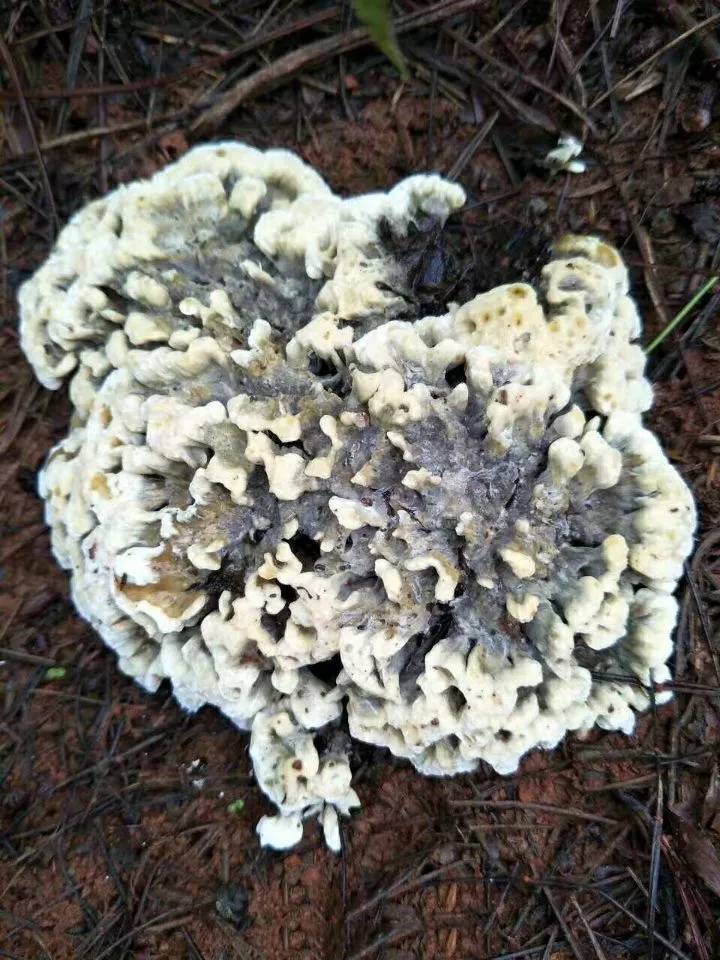 昆明周边最全捡菌子的好去处,趁雨季,赶紧去