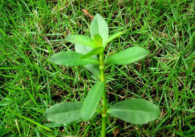 野草视频的最新人口_野草