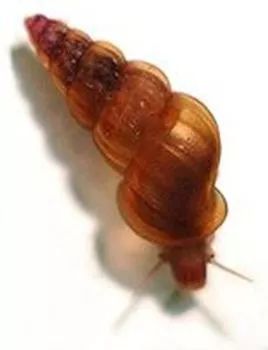 消灭钉螺是防控血吸虫病的有爆发流行的危险,一旦有血吸虫病传染病
