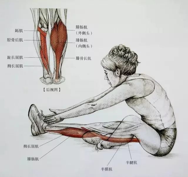 才算是真正做完了运动哦 图片来自后浪出版的《酸痛拉筋解剖书》一书