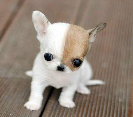 世界上最小的狗的品种,袖珍型吉娃娃狗萌化了