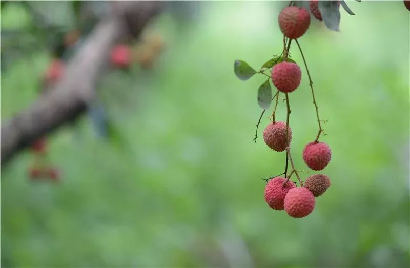 一骑红尘妃子笑,无人知是荔枝来—唐.杜牧《过华清池》