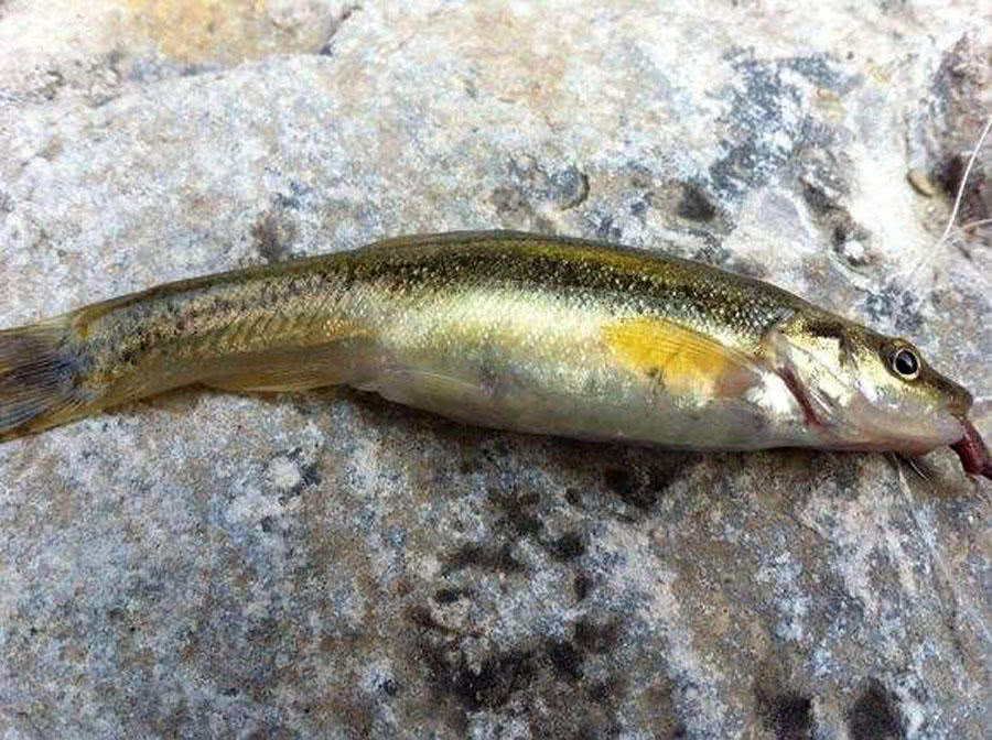 高山溪流垂钓不知名的鱼,虽然很小,但是摸起比较丰满
