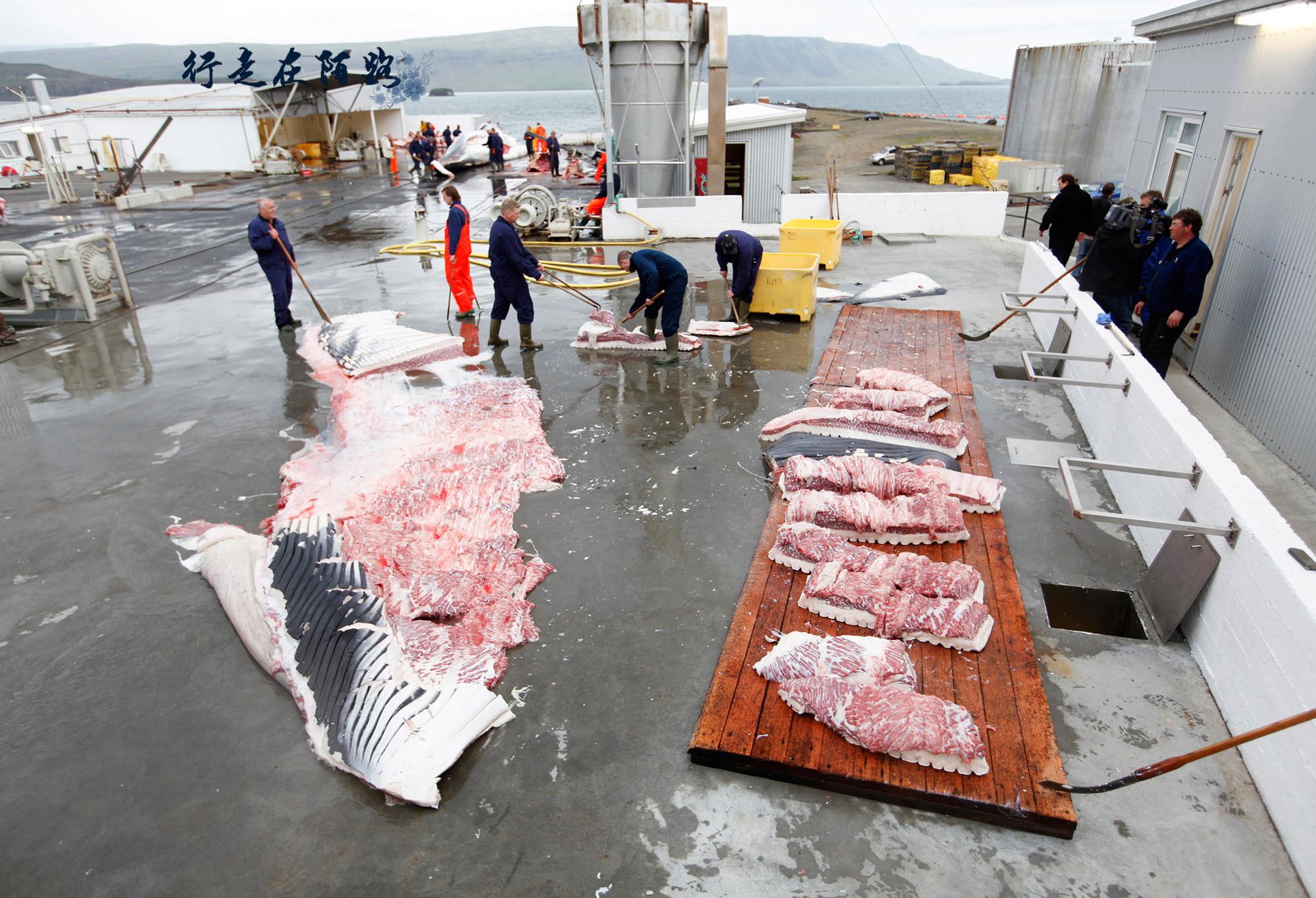 日本人捕鲸的历史最悠久，难怪捕鲸和屠宰鲸的手艺那么娴熟