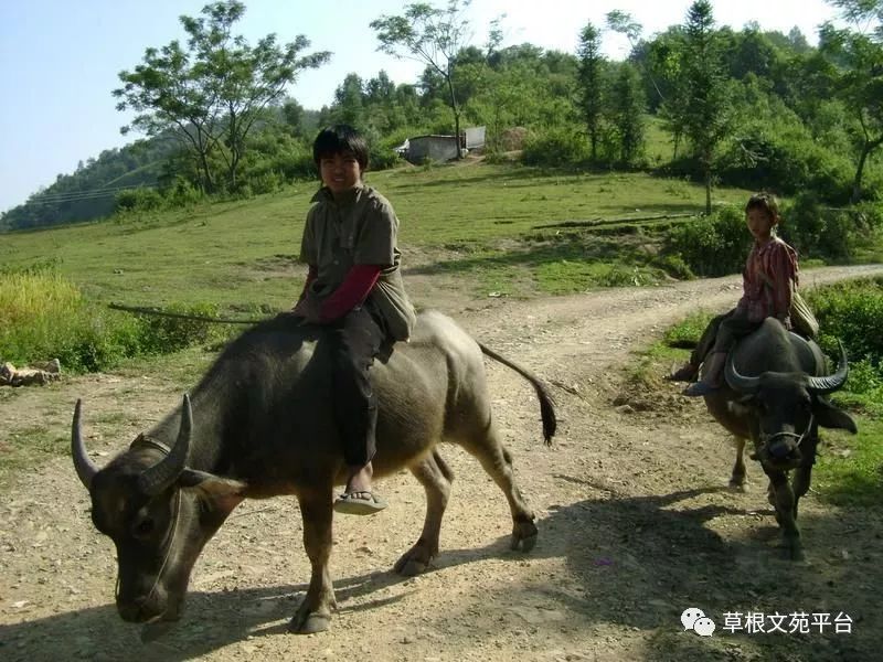 情感抒怀深谷幽兰打油诗十三首