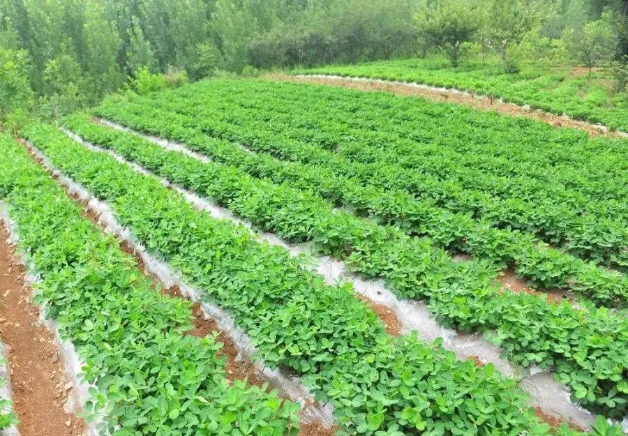 花生田除草剂的选择