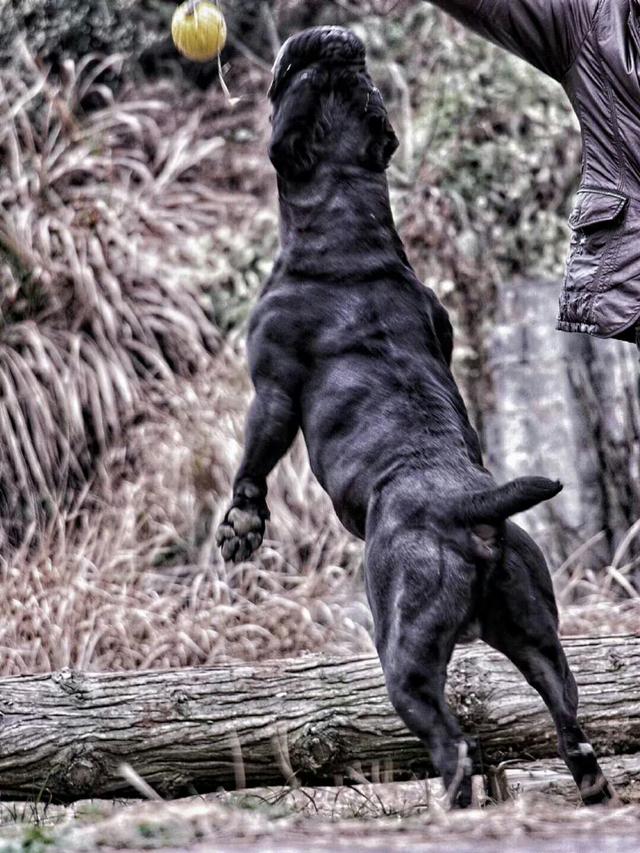 杜高是阿根廷犬种,在猛犬之中素有猎犬王者的称号,它全身覆盖洁白