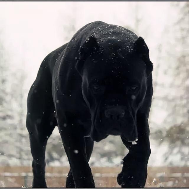 世界著名猛犬你知道几个?见证不一样的魅力和霸气