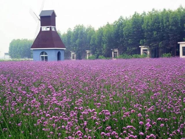 第五季妈妈农庄位于郫县唐昌镇战旗村,是郫县第一个创aaaa级景区,被称