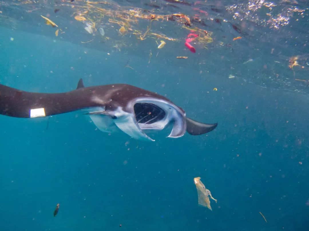 海洋生物的生存环境被塑料垃圾破坏, 多少可爱的小动物就这样承担着