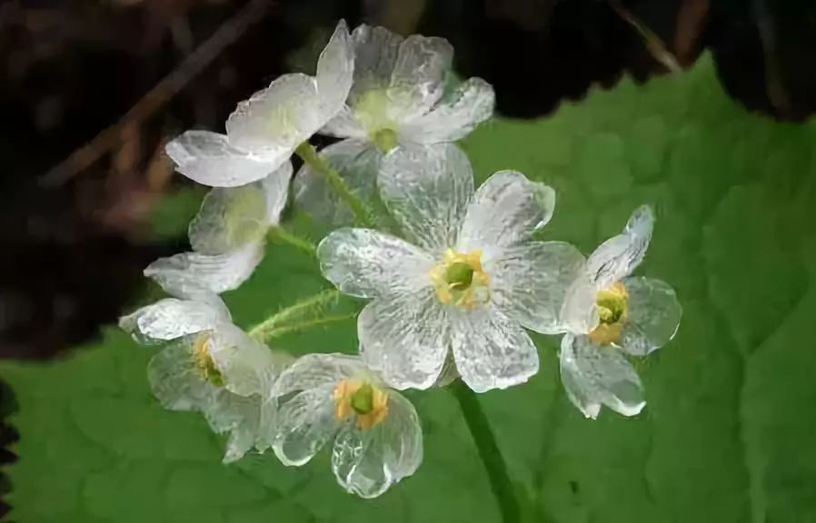 那么,再来看看它淋雨后的模样…上图,是山荷叶原本的样子,好似一朵