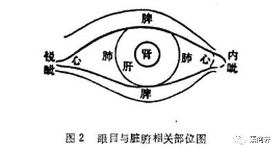 下眼袋对应的脏腑为脾在中医五轮学说里就不难发现但如果你对中医稍有