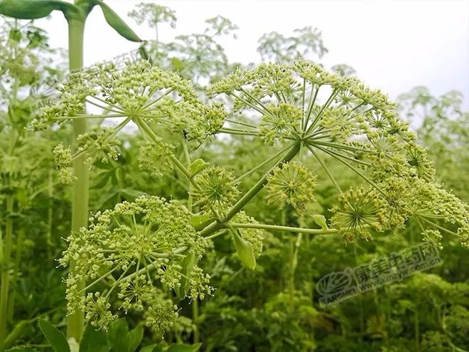 种植调查亳白芷处于生长关键期