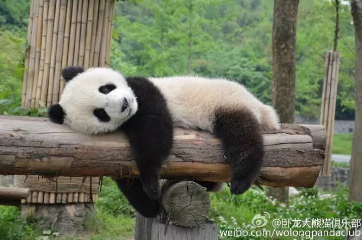 所以我要熊猫瘫我很累小鬼菌给大家盘点下国宝的萌点太多了我要喊