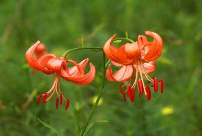 又到了兰州百合开花的季节,漫山遍野的橘红色百合花见过吗?