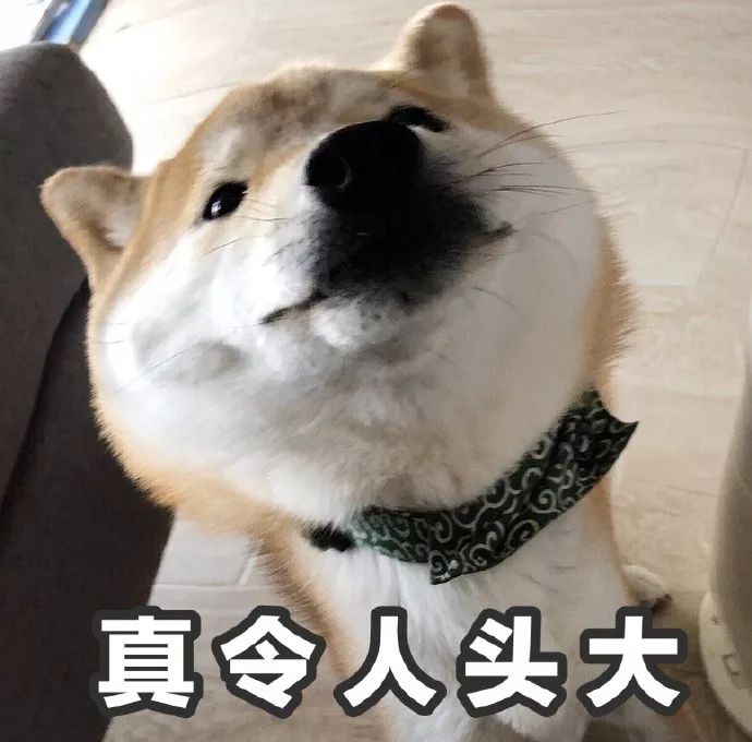 表情包一只叫做芋圆的魔性柴犬