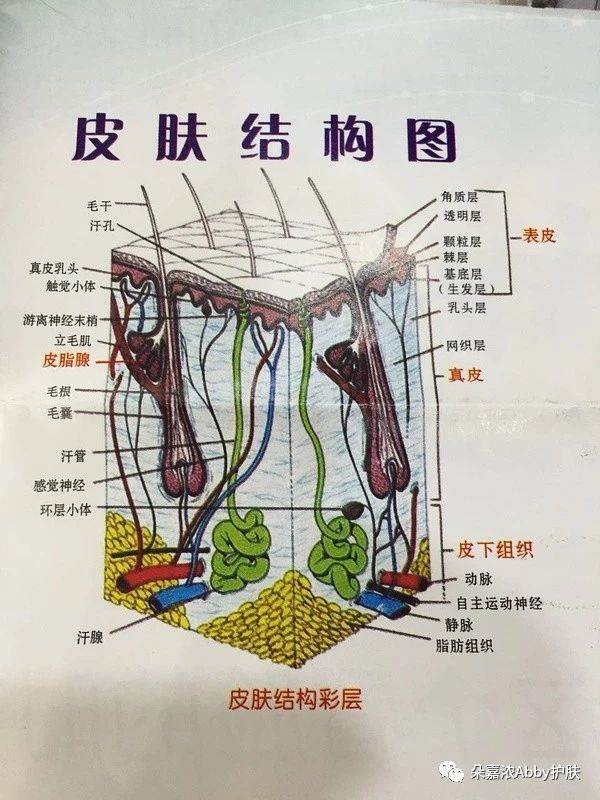 (一)角质层