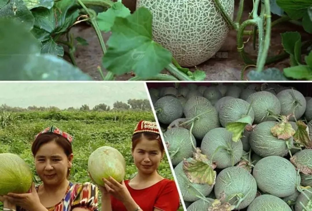 湖泊 万顷碧波的草原 又有光怪陆离的戈壁幻境 还有那吐鲁番的葡萄