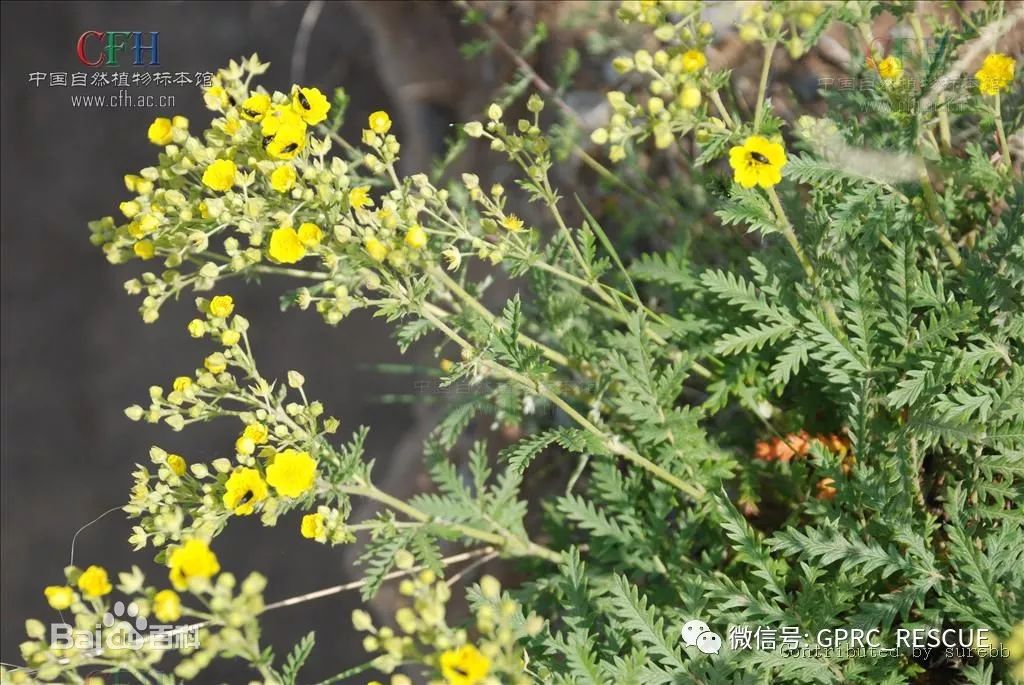 户外知识中国常见野菜及其食用95委陵菜翻白草