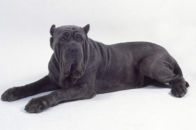 那不勒斯獒一般指纽波利顿獒犬,它是世界最危险犬种之一.
