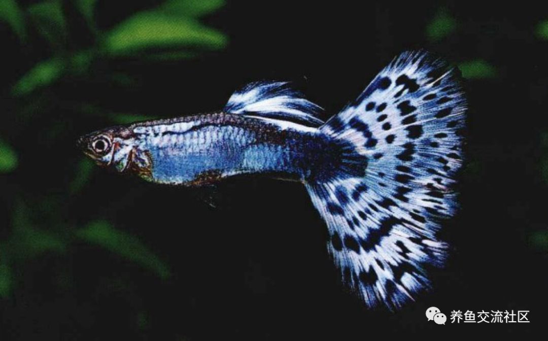 礼服马赛克孔雀鱼这种蓝马赛克孔雀鱼完全不带红色,神秘的色彩令人